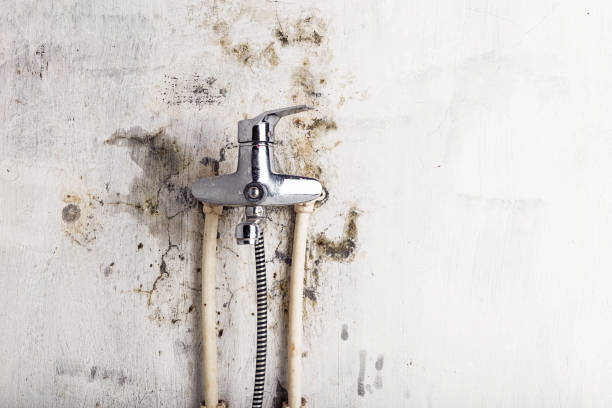 Best Emergency Mold Removal  in Portola, CA