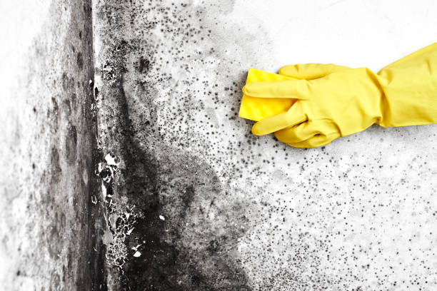 Best Attic Mold Removal  in Portola, CA