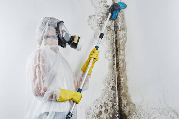 Best Toxic Mold Removal  in Portola, CA