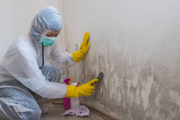 Professional Mold Removal in Portola, CA