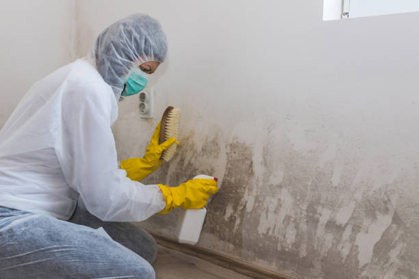 Best Black Mold Removal  in Portola, CA