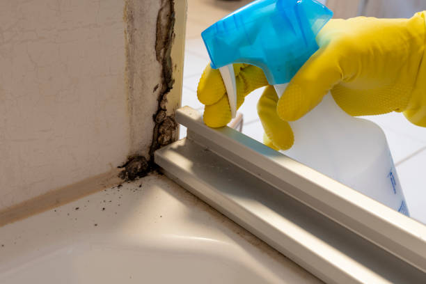 Best Mold Removal Near Me  in Portola, CA