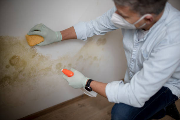 Best Mold Damage Repair  in Portola, CA