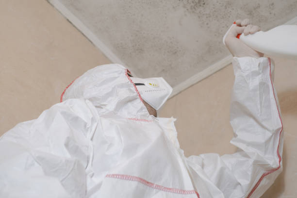 Best Certified Mold Removal  in Portola, CA