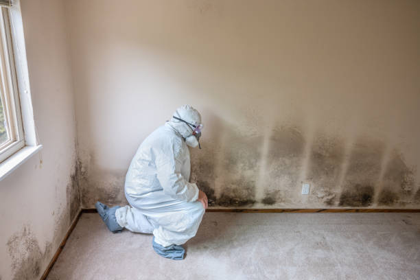 Portola, CA Mold Removal Company