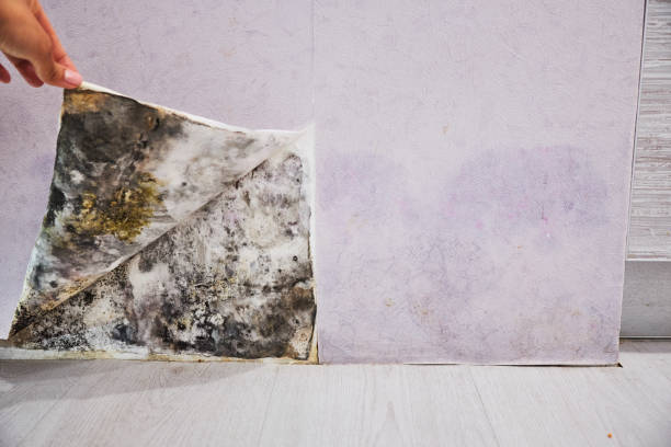 Best Home Mold Removal  in Portola, CA
